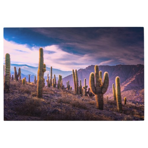 Deserts  Cactus Landscape Argentina Metal Print