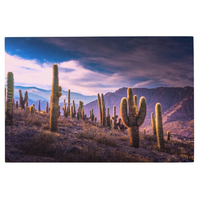 Deserts | Cactus Landscape Argentina Metal Print (Front)