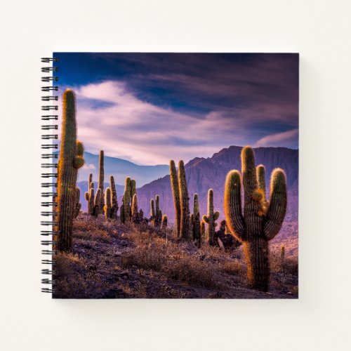 Deserts  Cactus Landscape Argentina Notebook