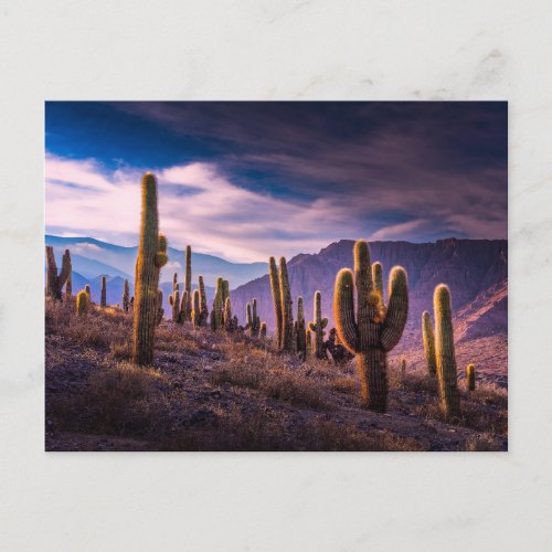 Deserts  Cactus Landscape Argentina Postcard