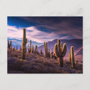 Deserts Cactus Landscape Argentina Postcard