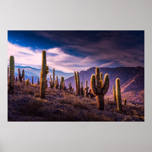 Deserts  Cactus Landscape Argentina Poster