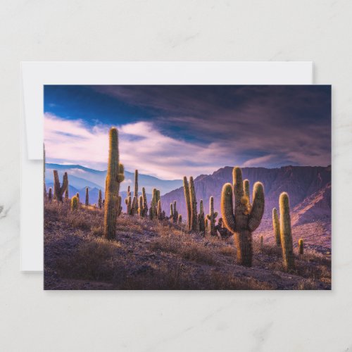 Deserts  Cactus Landscape Argentina Thank You Card