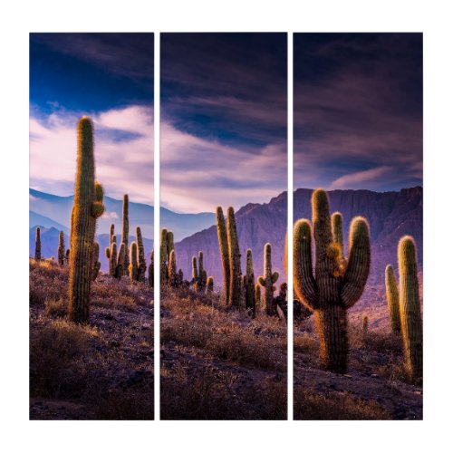 Deserts  Cactus Landscape Argentina Triptych