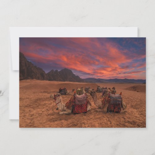 Deserts  Camels Sinai Mountains Egypt Thank You Card
