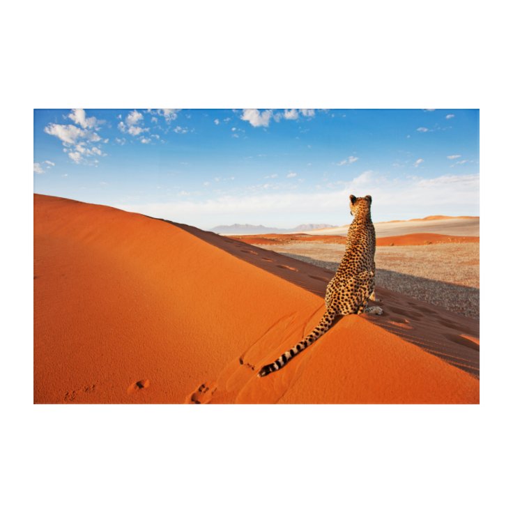 Deserts | Cheetah Savannah Desert Acrylic Print | Zazzle