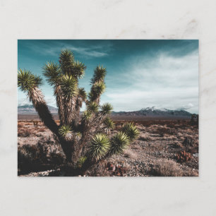 Deserts Cholla Cactus Postcard