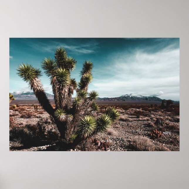Deserts | Cholla Cactus Poster (Front)