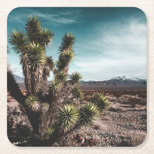 Deserts   Cholla Cactus Square Paper Coaster