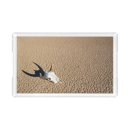 Deserts  Cow Skull on the Desert Ground Acrylic Tray