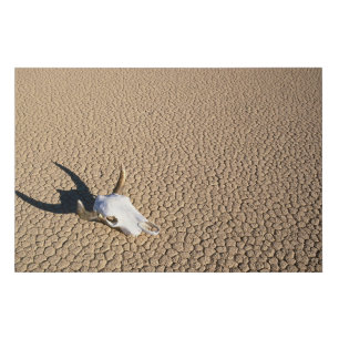Deserts Cow Skull on the Desert Ground Faux Canvas Print