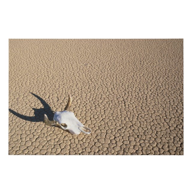 Deserts | Cow Skull on the Desert Ground Faux Canvas Print (Front)