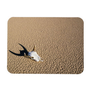 Deserts   Cow Skull on the Desert Ground Magnet