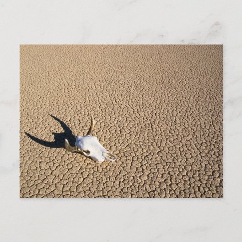 Deserts  Cow Skull on the Desert Ground Postcard