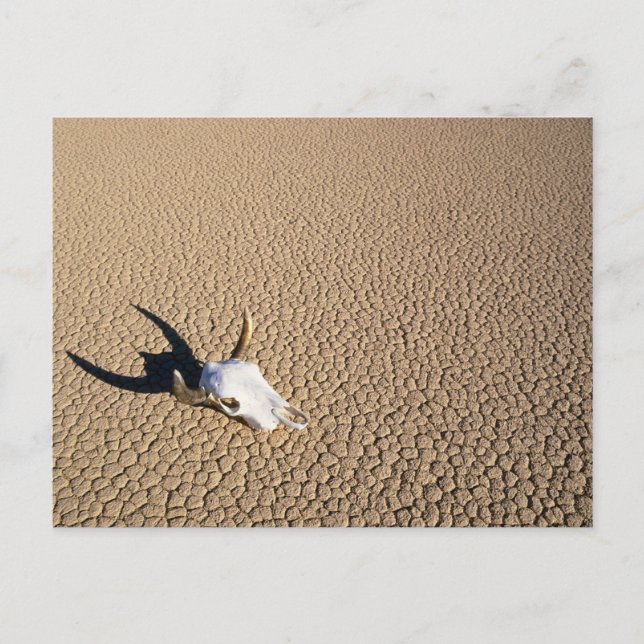 Deserts | Cow Skull on the Desert Ground Postcard (Front)