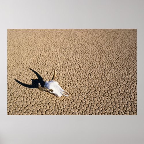 Deserts  Cow Skull on the Desert Ground Poster