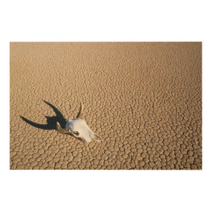 Deserts Cow Skull on the Desert Ground Wood Wall Art