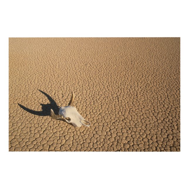 Deserts | Cow Skull on the Desert Ground Wood Wall Art (Front)