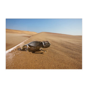 Deserts Namaqua Chameleon in Desert Acrylic Print