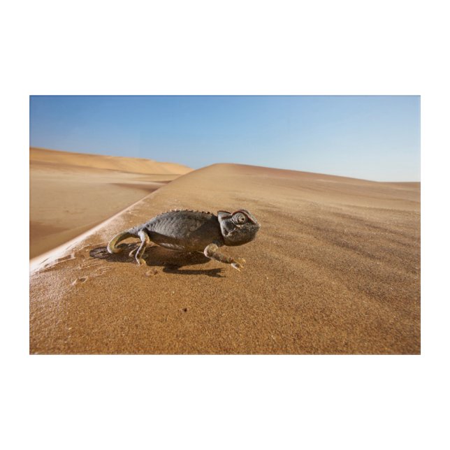 Deserts | Namaqua Chameleon in Desert Acrylic Print (Front)