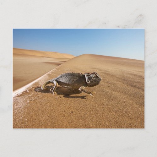 Deserts  Namaqua Chameleon in Desert Postcard