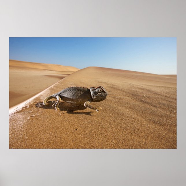 Deserts | Namaqua Chameleon in Desert Poster (Front)