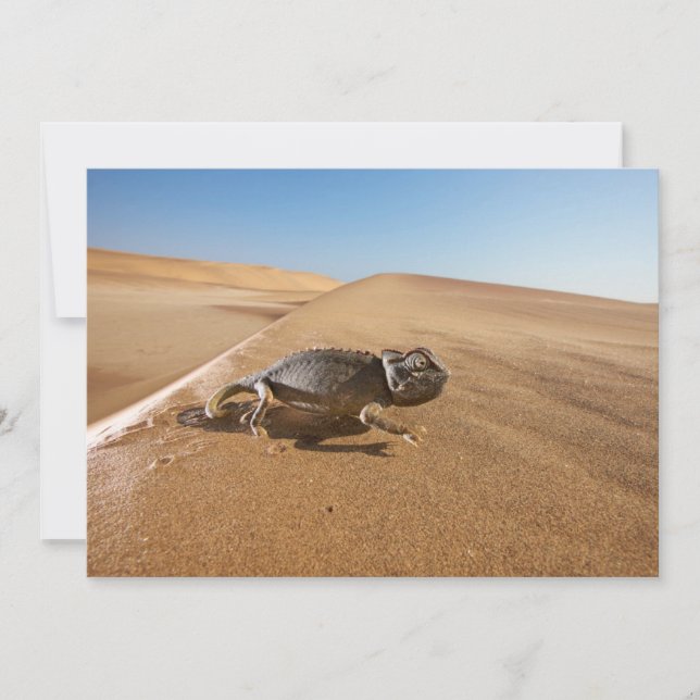 Deserts | Namaqua Chameleon in Desert Thank You Card (Front)
