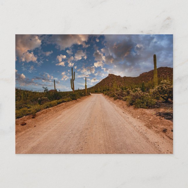 Deserts | Saguaro National Park Arizona Postcard (Front)