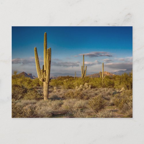Deserts  Superstition Mountains Arizona Postcard
