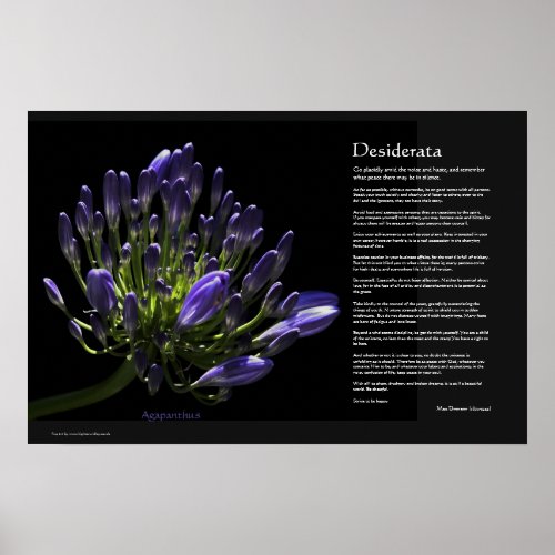 Desiderata _ Agapanthus African Lily Poster