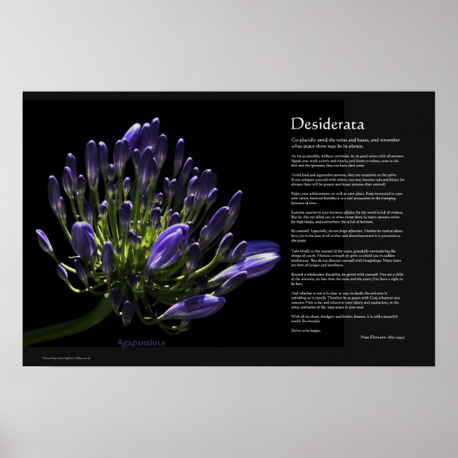Desiderata - Agapanthus, African Lily Poster (Front)
