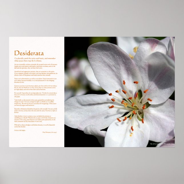 Desiderata - Apple Blossom in Spring Poster (Front)
