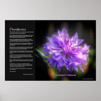 Desiderata - Bachelor's Button Cornflower Poster