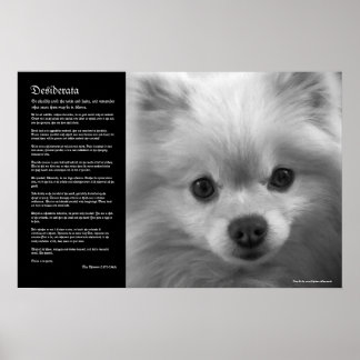 Desiderata - Fine Art Pomeranian Puppy Poster