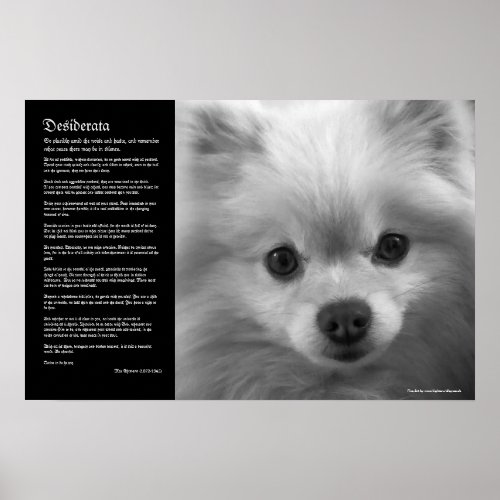 Desiderata _ Fine Art Pomeranian Puppy Poster
