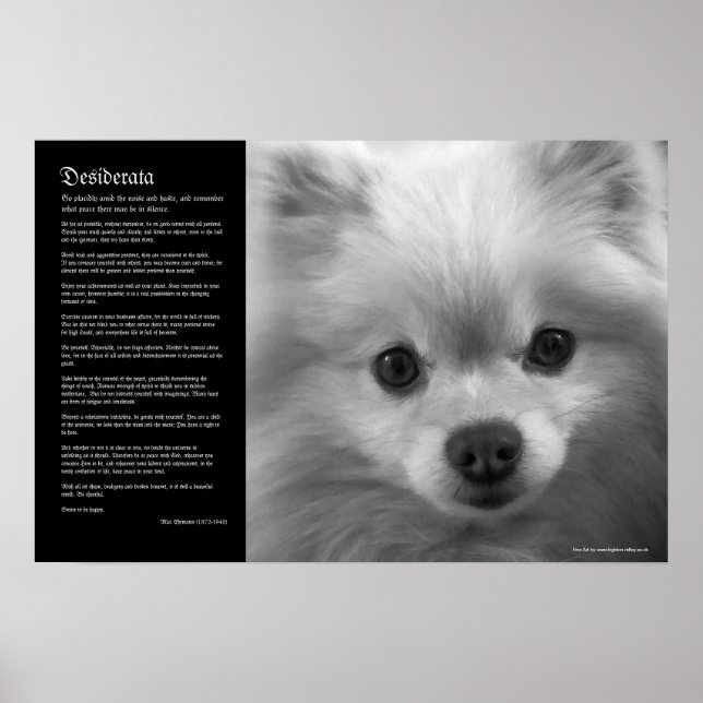 Desiderata - Fine Art Pomeranian Puppy Poster (Front)