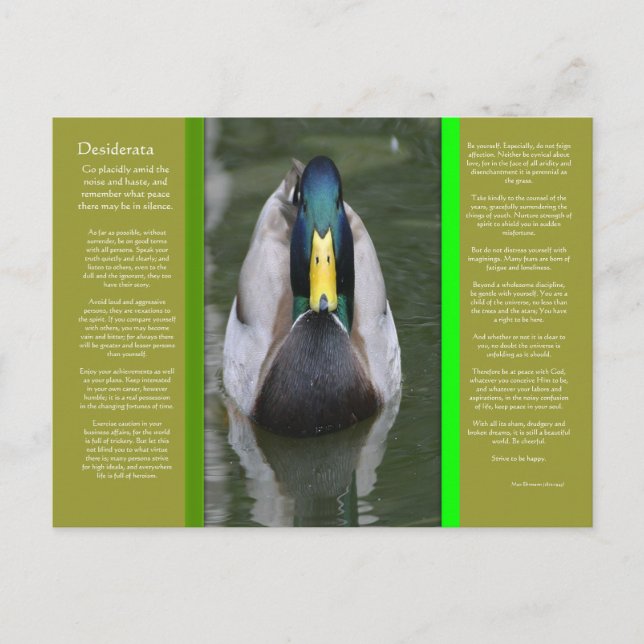 DESIDERATA Looking Duck Postcard (Front)