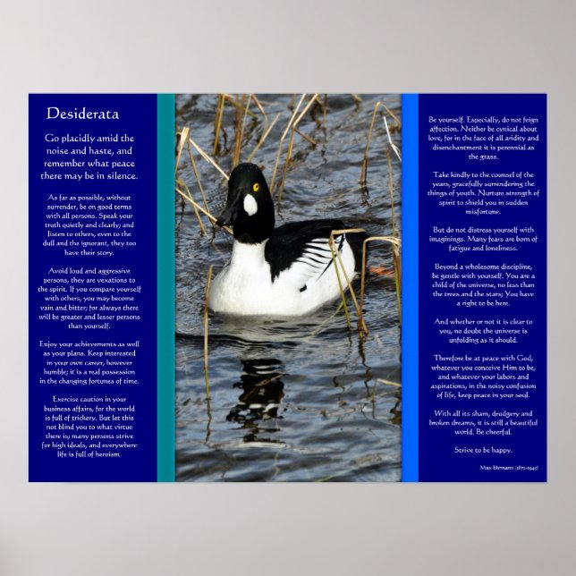 DESIDERATA Looking Duck Posters 2 (Front)