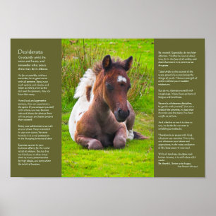 Desiderata Poem - Dartmoor Pony Foal Poster