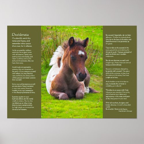 Desiderata Poem _ Dartmoor Pony Foal Poster