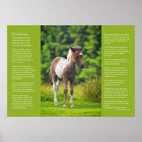 Desiderata Poem _ Standing Dartmoor Pony Foal Poster