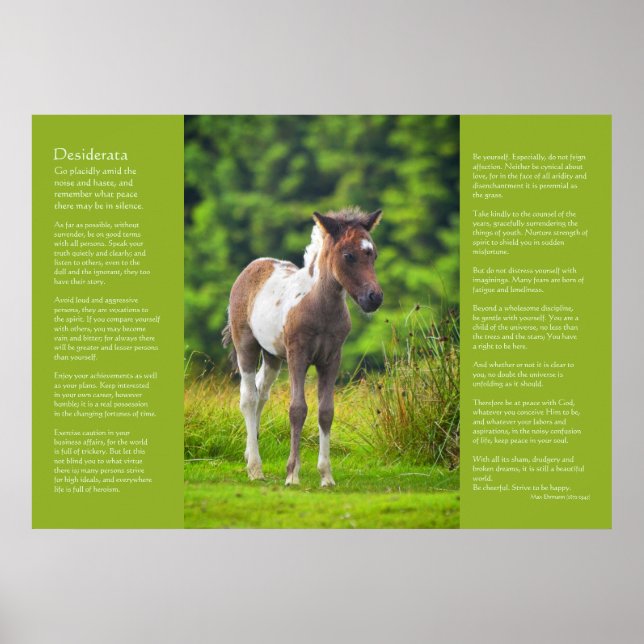 Desiderata Poem - Standing Dartmoor Pony Foal Poster (Front)