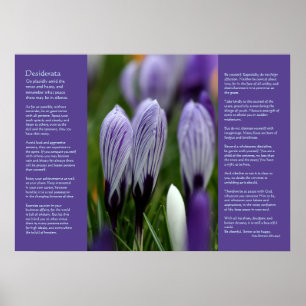 Desiderata Poem - Variegated Spring Crocuses Poster