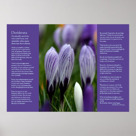 Desiderata Poem - Variegated Spring Crocuses Poster