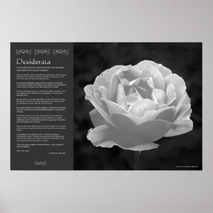 Desiderata - Rose in Black and White Poster