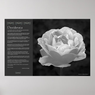 Desiderata - Rose in Black and White Poster