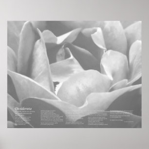 Desiderata - Satin Texture Rose in Black and White Poster