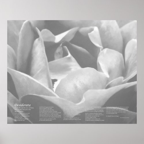 Desiderata - Satin Texture Rose in Black and White Poster