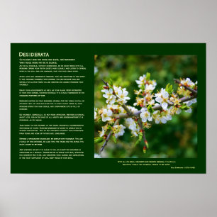 Desiderata - Sun-Dappled Spring Hawthorn Poster