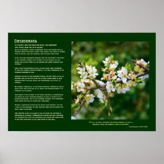 Desiderata - Sun-Dappled Spring Hawthorn Poster